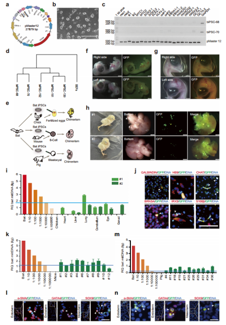 CELL DISCOV丨杜旭光/吳森等開發無轉基因蝙蝠誘導的多能干細胞，適合小鼠、豬和小雞形成嵌合體(圖2)