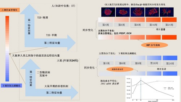 數學院在大鼠和人類胰島轉錄組中發現2型糖尿病前期的標志(圖2)