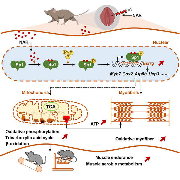 研究揭示柚皮素通過激活Sp1-ERRγ轉錄軸增強肌肉耐力和改善肌肉萎縮的新功能(圖1)