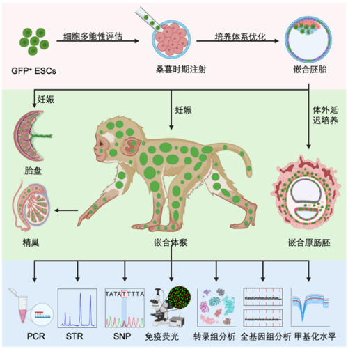 國際首次！中國科學家成功構建胚胎干細胞嵌合體猴(圖3)