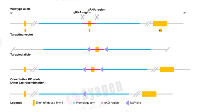 Myh11-CreERT2-RAD小鼠