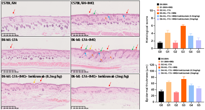 銀屑病靶向藥物評價模型—B6-hIL-17A小鼠(圖8)