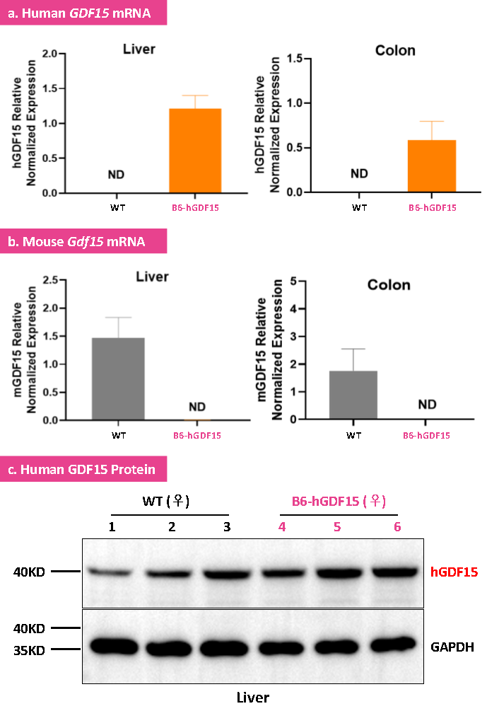 B6-hGDF15人源化小鼠